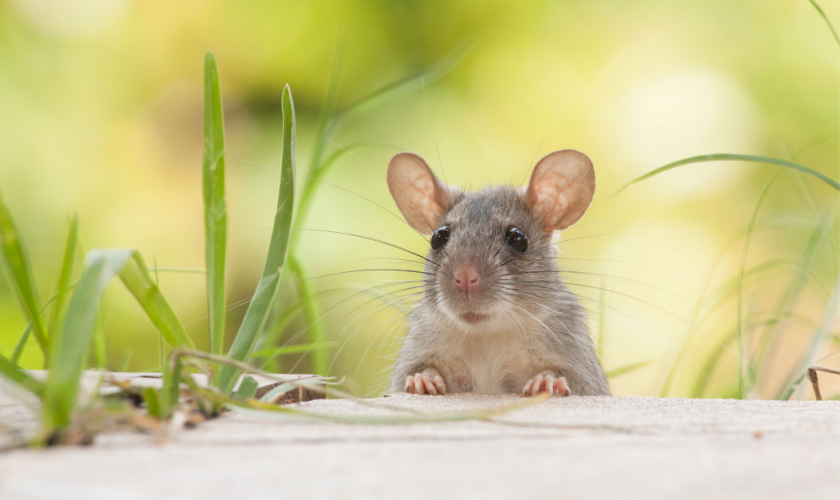 Carmel Rodent Control  Mouse & Rat Exterminators