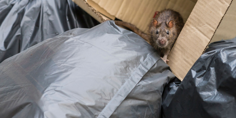 Indianapolis Is A 'Ratty' City