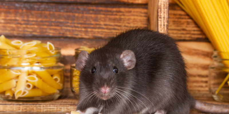 How to Keep Rodents Out of Your Home