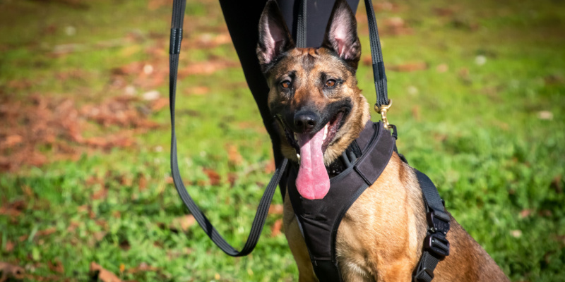 Do K9 Dogs Really Detect Bed Bugs?