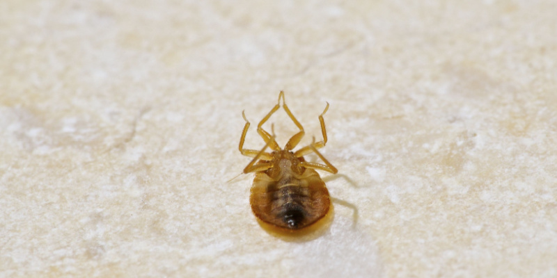Does Bed Bug Heat Treatment Work?