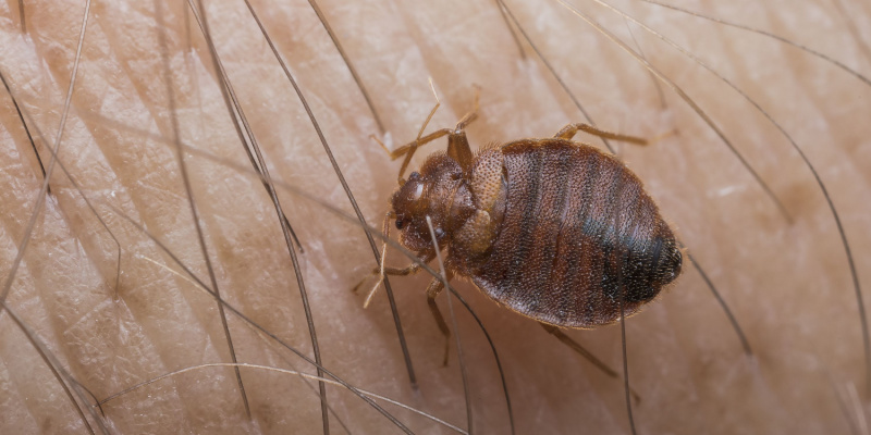 Commercial Bed Bug Control Nyc