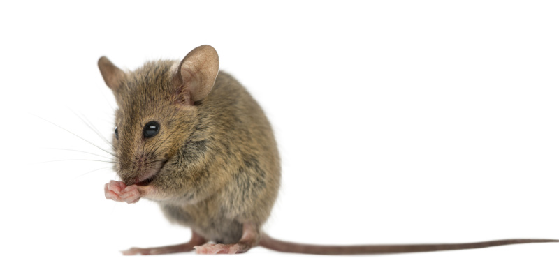 What is Mouse Exclusion for Your Home?