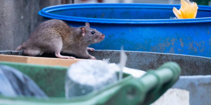 Are There Rat Problems in Indianapolis?