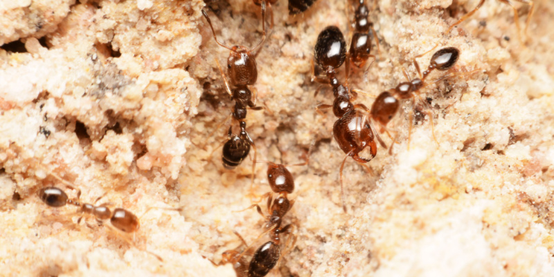 What Are Carpenter Ants?