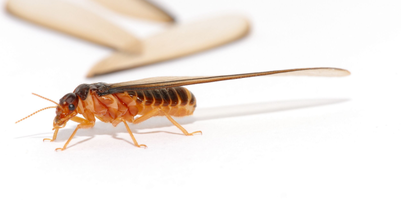 What Are Signs You Have a Termite Problem?