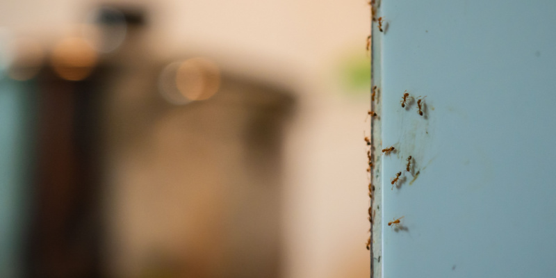What Should I Do If I See a Trail of Ants in My House?