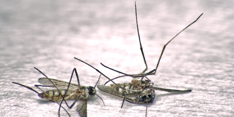 Why Do I Have a Mosquito Problem In My Yard?