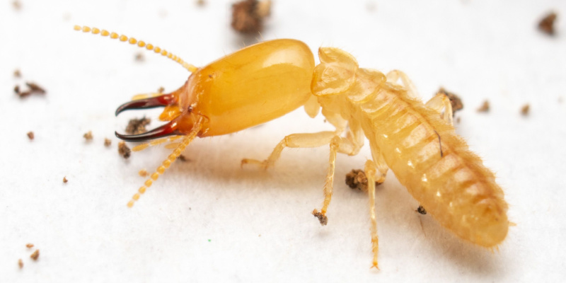 Do Termites Cause Expensive Damage?