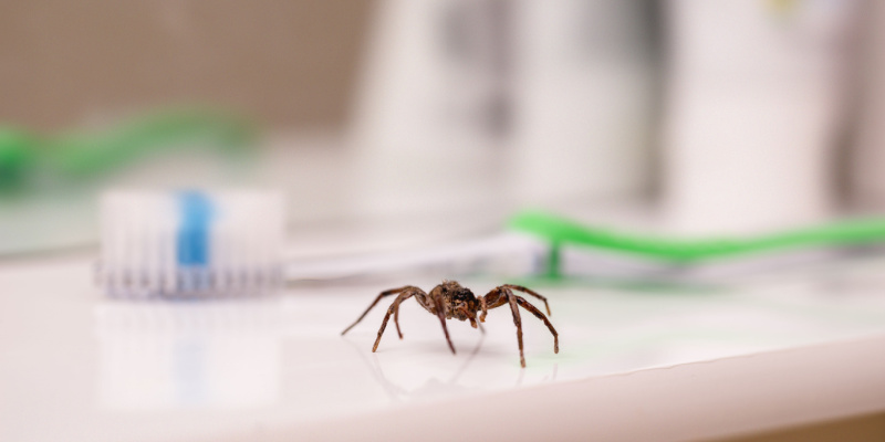 What Should I Do if I Have a Spider Problem in My Home?
