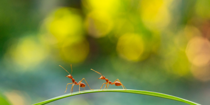 Indianapolis Ant Control and Prevention