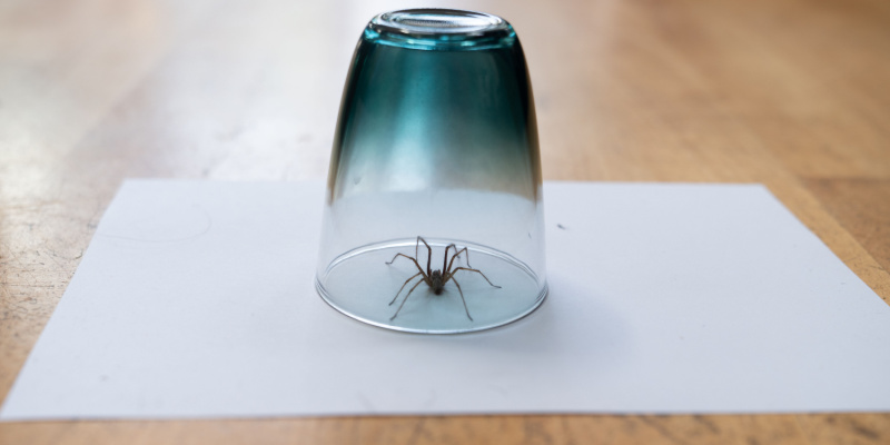 Spider Control Tips for Indianapolis Homeowners