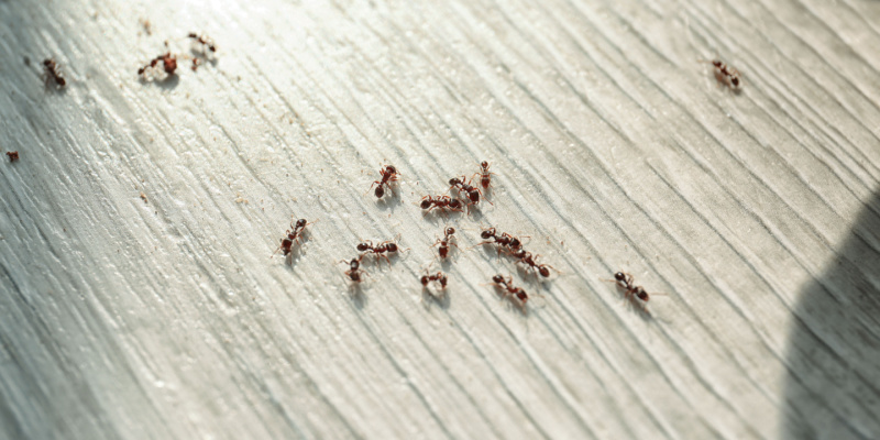 Top 3 Signs You Have an Ant Problem