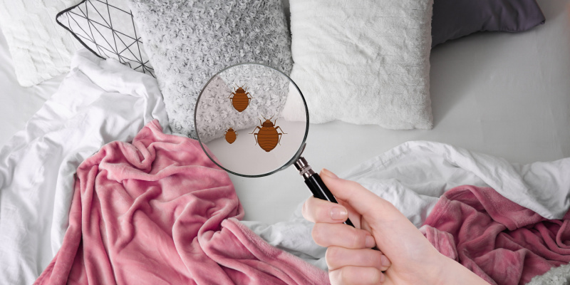 Is Bed Bug Heat Treatment Effective?