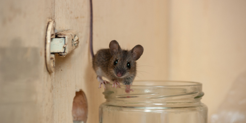 Rodent Control Tips for Carmel, IN Homeowners