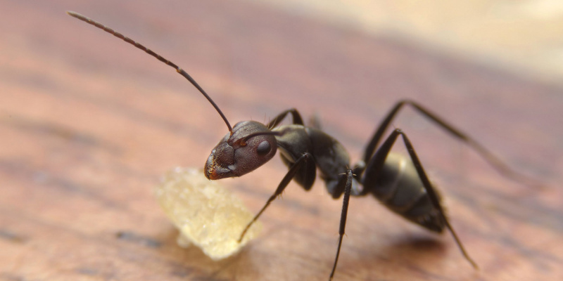 How to Eliminate an Ant Problem in Your Home?
