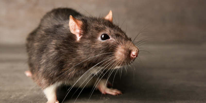 Prevent Rats from Invading Your Indianapolis Home: Expert Tips from a Local Pest Control Company