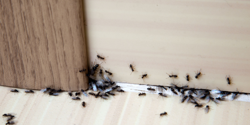 Why Does My Home Have an Ant Infestation?