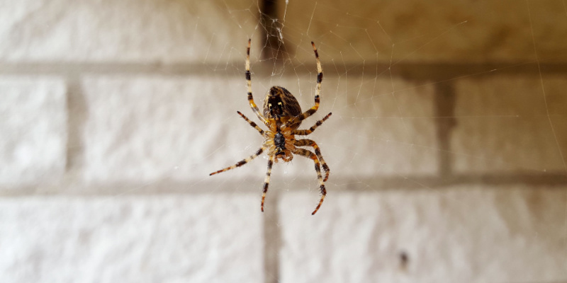 How to Prevent a Spider Problem in Your Home