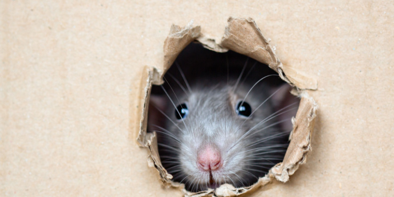 Discover effective solutions to tackle the common rat problem in Indianapolis and protect your home with our comprehensive website.