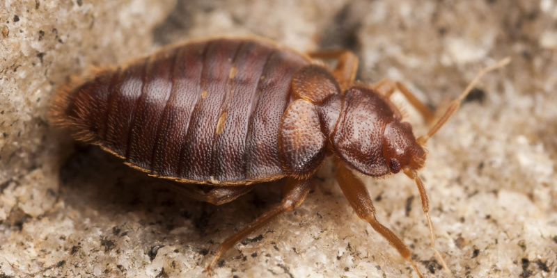 Chicago Bed Bug Exterminator