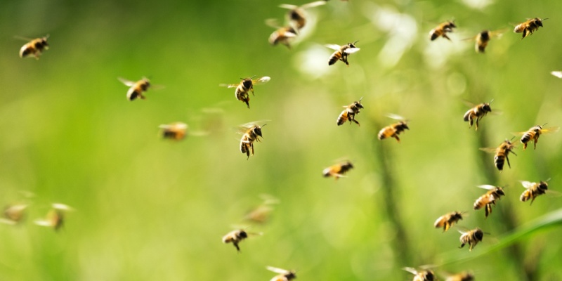 Are Bees Taking Over Your Outdoor Space?