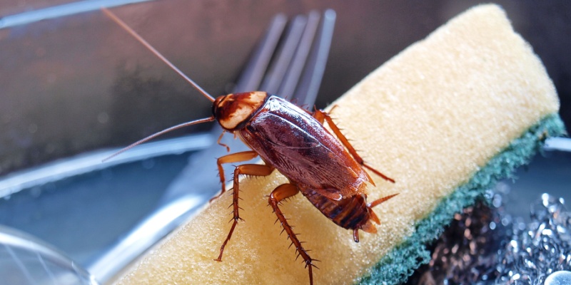 Cockroach Problems for Indianapolis Homeowners