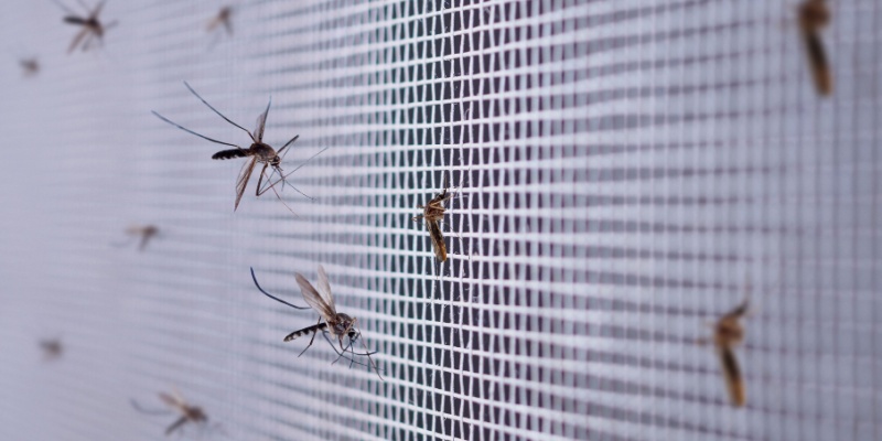 Protect Your Indianapolis Home from Mosquitoes