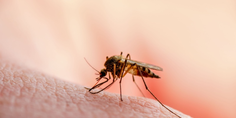 Are Mosquitoes a Common Problem in Indianapolis?