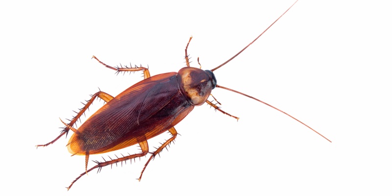 Cockroach Control Experts in Indianapolis
