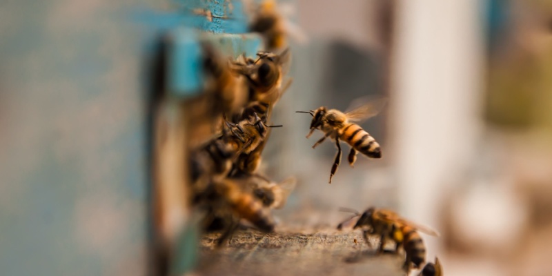 Top Choice for Bee Control in the Indianapolis Area