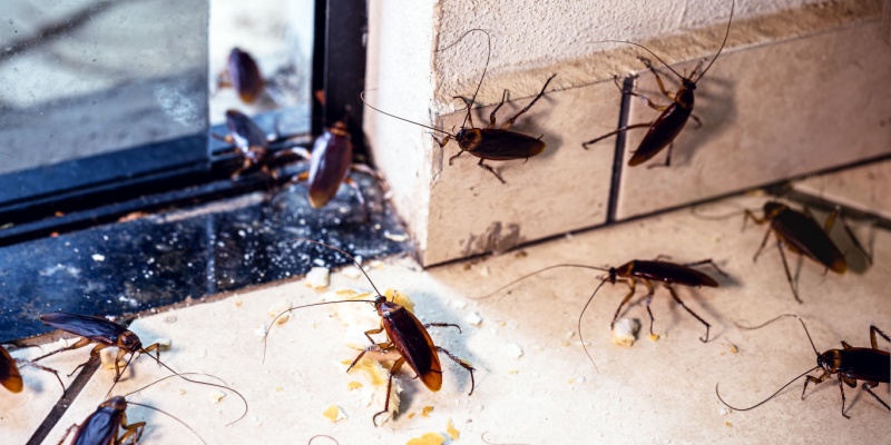 What Should I Do If My Home Has a Cockroach Infestation?