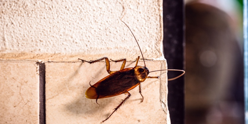 Best Cockroach Exterminators in Indianapolis