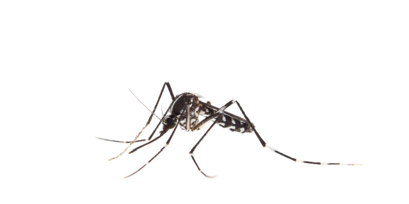 Best Mosquito Exterminators in the Indianapolis Area