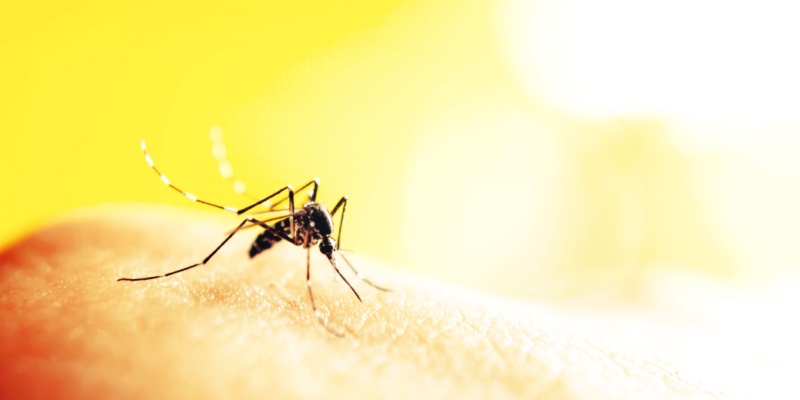 Top 5 Mosquito Prevention Tips