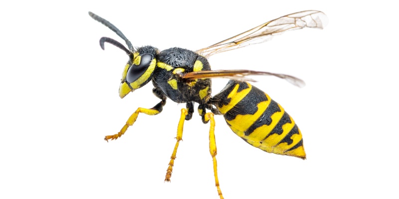 Indianapolis Wasp and Yellow Jacket Control Experts