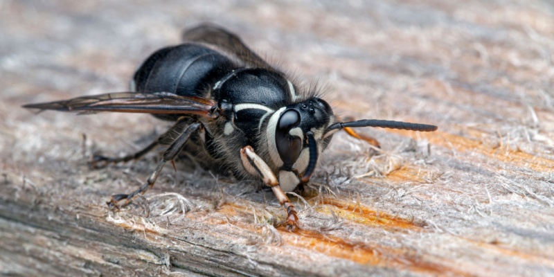 Protect Your Indianapolis Home from Stinging Insects