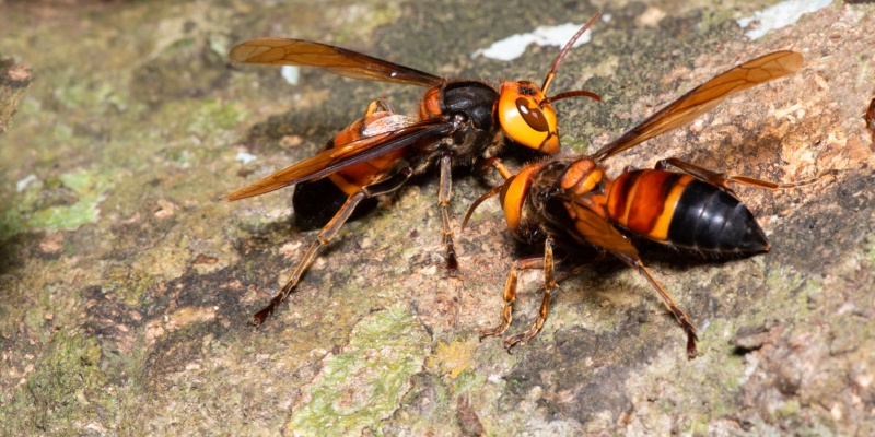 How Do I Get Rid of a Hornet Problem in My Yard?