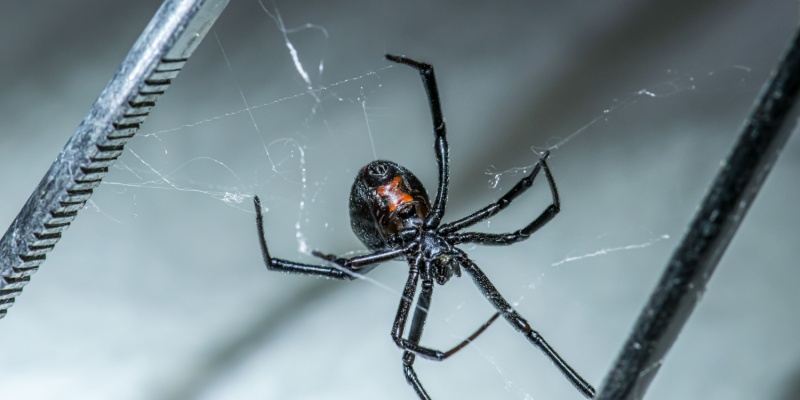 Are Spiders a Common Nuisance for Indianapolis Homeowners?