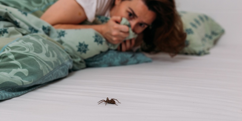 Do Spiders Crawl on You While You Sleep?