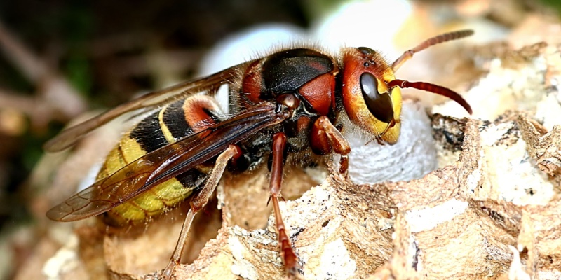 Hornet Exterminators in Indianapolis, IN