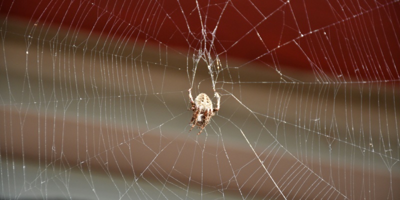 Where Do Spiders Like to Hide in Homes?