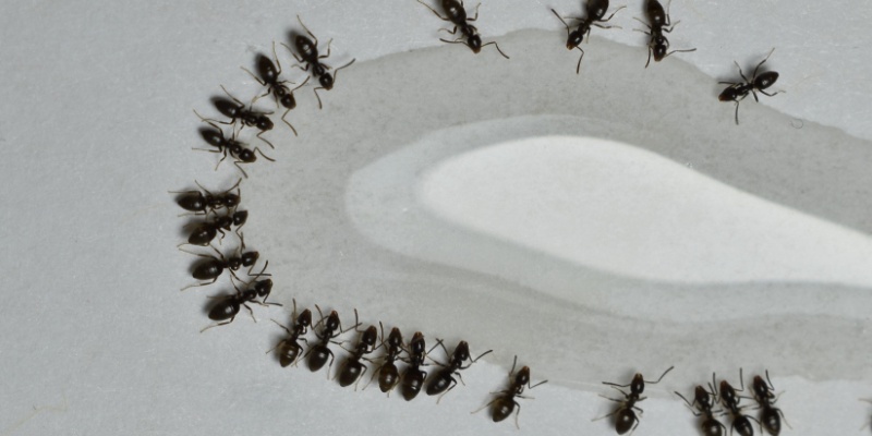 Stop Ants Before They Spread Into Your Indianapolis Home