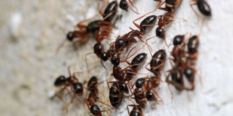 What Pests Are Most Common in Fort Wayne Homes Throughout the Year?
