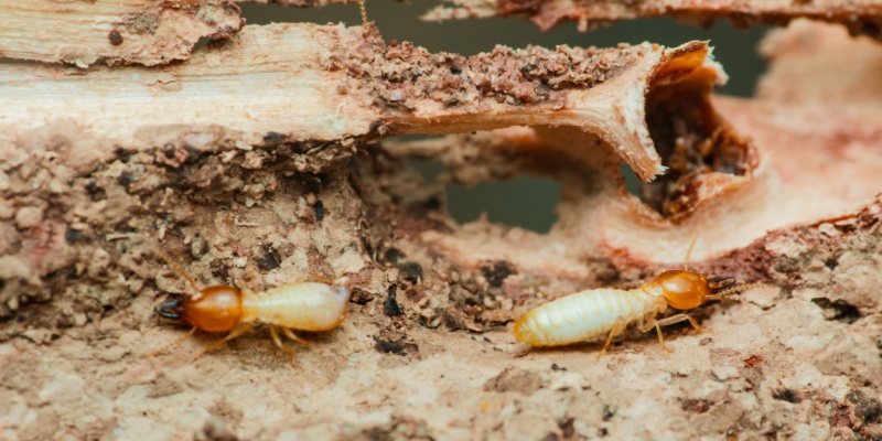Are Termites a Problem in Fort Wayne Homes? What Homeowners Need to Know