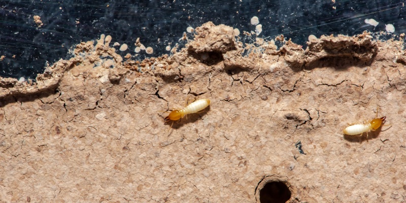 Is Termite Protection Worth It in Indiana? Prevention vs. Repair Costs Explained