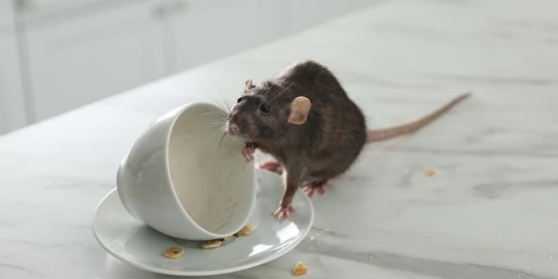 Mouse Problems in Indianapolis?