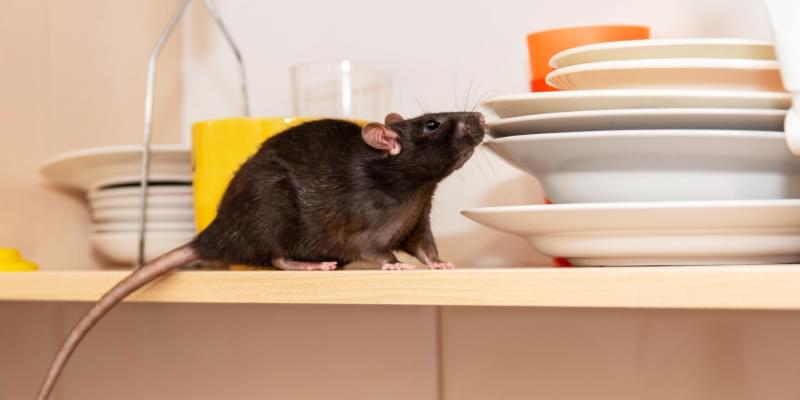 The Best Rodent Exterminator in Indianapolis