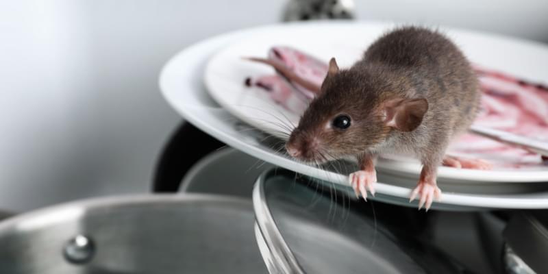 What Months are Rats Most Active?
