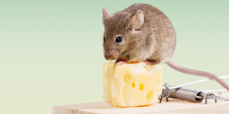 Professional Rat and Mouse Control in Indianapolis